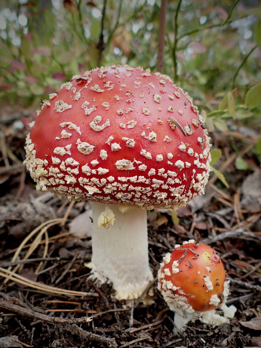 Marta Dobrowolski tweet media