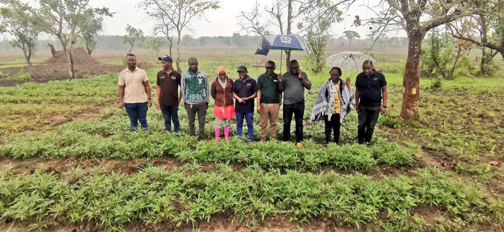 🌱 Seed Business x 2 🌿

#PROSSIVA Project partners in 🇹🇿Tanzania, including TARI, TOSCI, MEDA, CIP &amp; IITA, are exploring business advantages for seed producers to grow &amp; sell seed of more than one vegetatively propagated crop. #Cassava being added to #sweetpotato &amp; vice versa