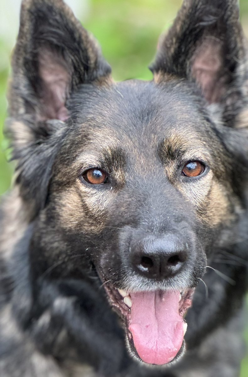 RPD Belle tweet media