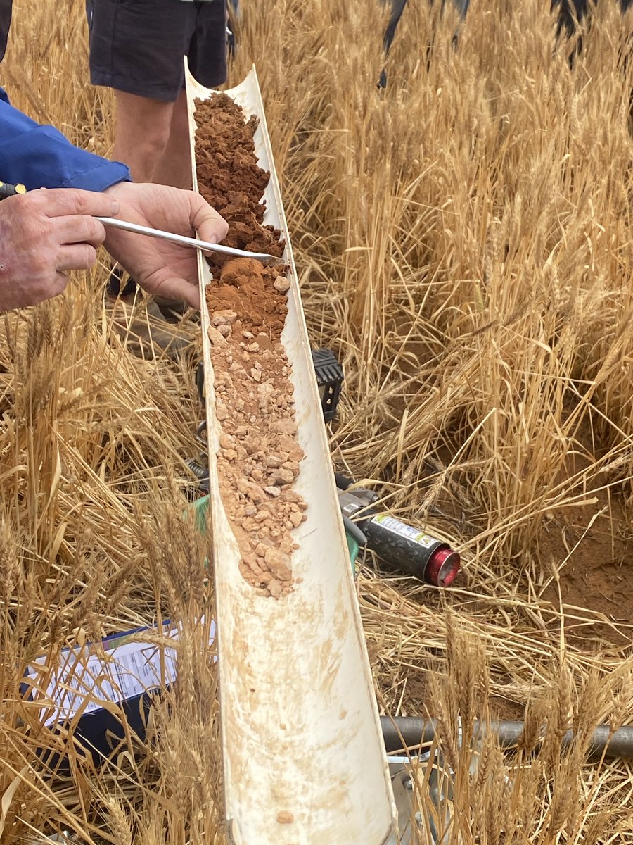 David Evans tweet media