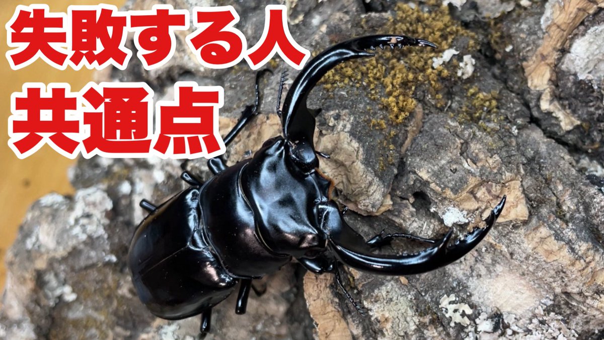 ookuwa_shyoku's tweet photo. ウエストウッディを失敗する人の共通点とは⁇ https://t.co/Gw7dF5XAIa @YouTubeより https://t.co/y1vsfq6TPt