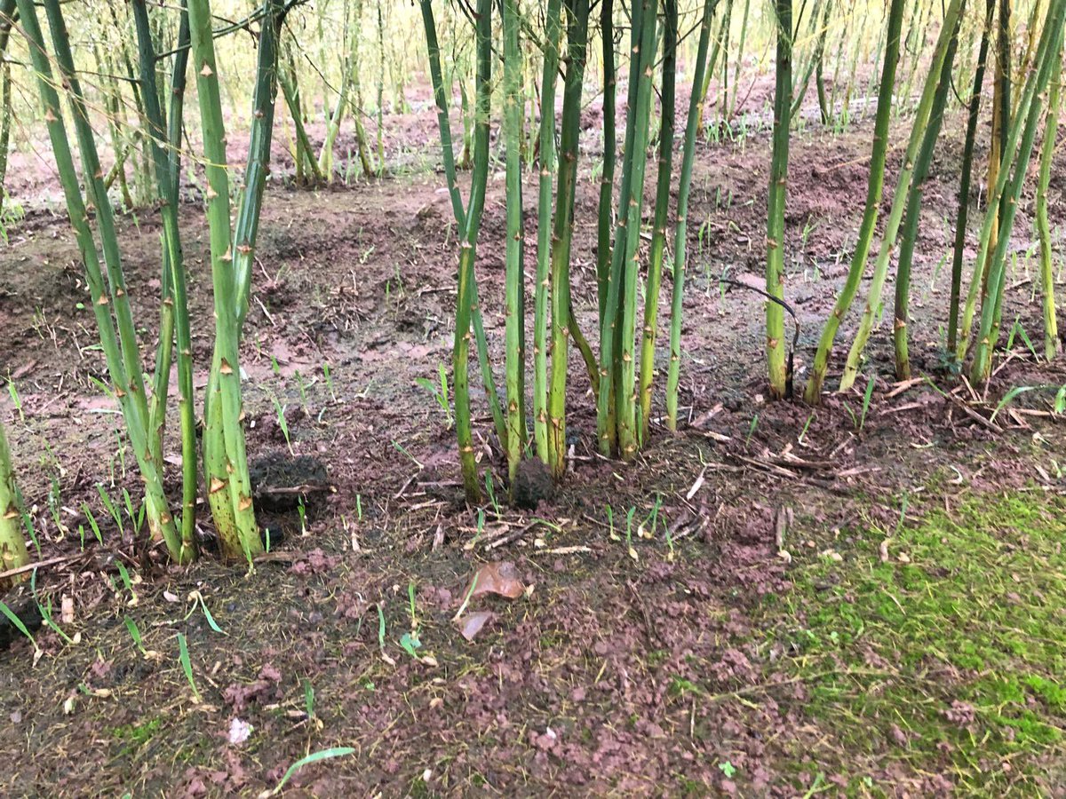 ClaireMich89's tweet photo. Even in the wet &amp; cold we manage a smile! Assessing #asparagus ferns for a couple of days. Excited to see our new potential varieties for the UK Market. Bring on the spring! @Elsomsseeds @BejoBenelux https://t.co/slm0dSUCe6