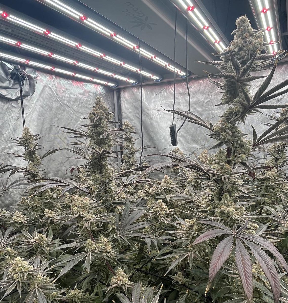 medicgrow's tweet photo. 🌱 Chris Hartman’s Sugarcane grown under the MedicGrow Spectrum X is almost ready to harvest! 🎉 Can’t wait to see the final result! 🔥
#MedicGrow #GrowLights #SpectrumX #HarvestSeason https://t.co/Ytzc71jp4A