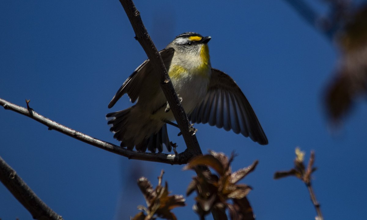 TabathaBadger's tweet photo. Two days left in the #backyardbirdcount - the pardalotes have just begun courting https://t.co/LzYKB7ZNdG