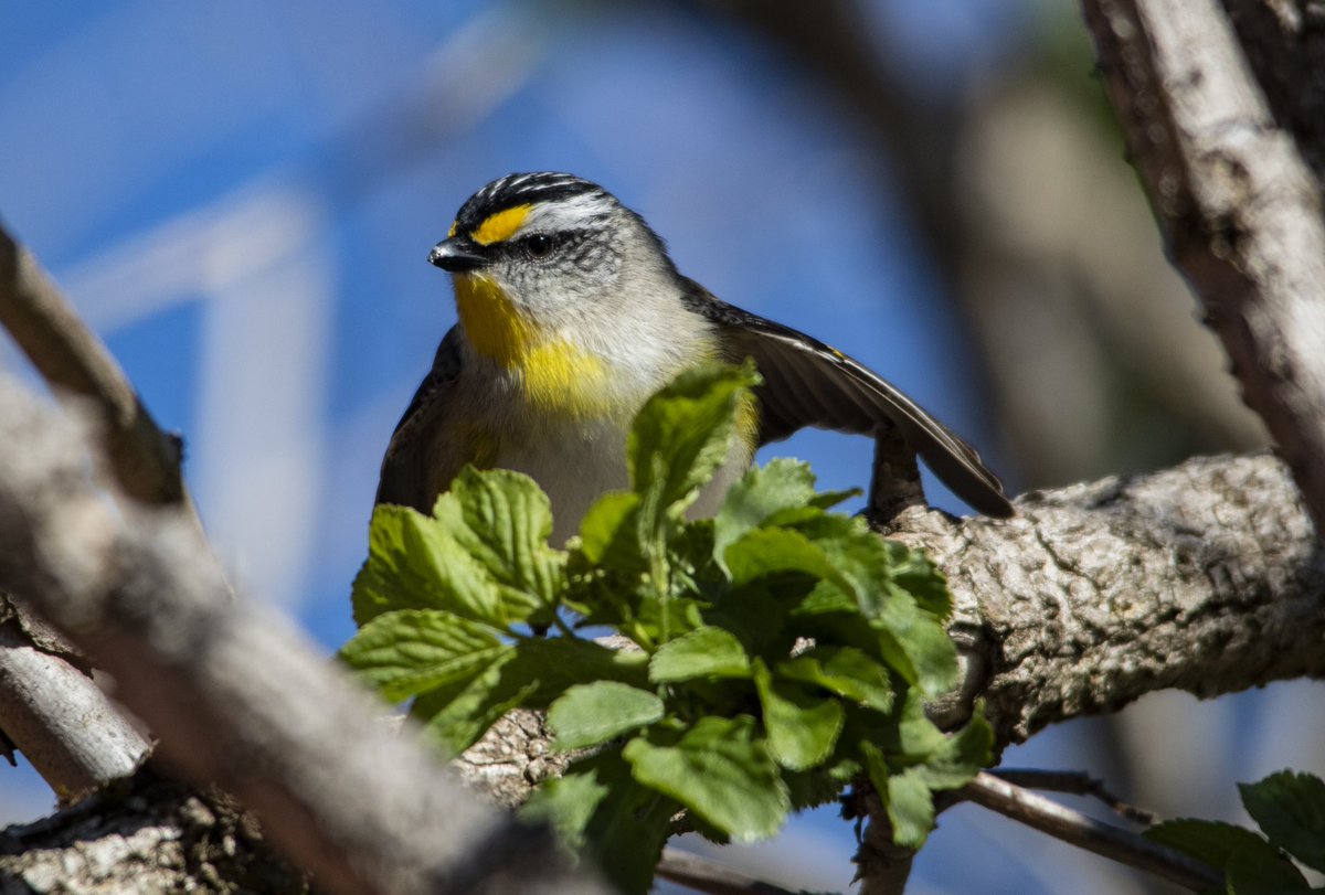 TabathaBadger's tweet photo. Two days left in the #backyardbirdcount - the pardalotes have just begun courting https://t.co/LzYKB7ZNdG