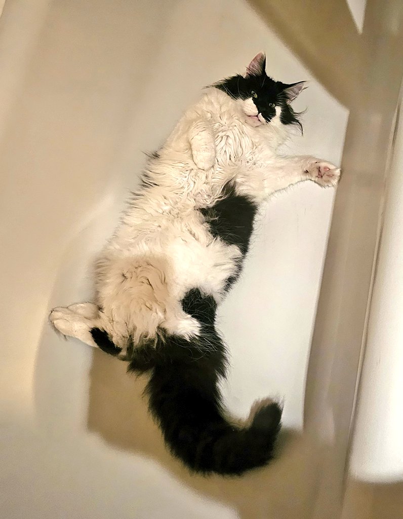 JoJoTrainers's tweet image. It's very hard to be cross when your giant #badpanda wakes you up at stupid o'clock doing noisy wiggles in the bath, when they look that cute🤣
Thought it was a burglar..nope just a furry idiot!