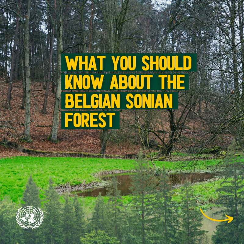 UNinBrussels's tweet photo. 🌳 Journée de la forêt de #Soignes | De Dag van het #Zoniënwoud 🌲On Sunday (20 Oct), #Brussels is celebrating Sonian Forest Day. 

Here's what you should know about Belgium's Sonian Forest.