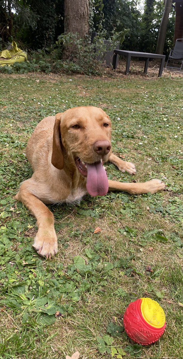 janiesherb's tweet photo. My last employed by someone else job was in an Early Years Foundation Stage unit. There were 90, four & five year old children.
That was about the equivalent of having 1 vizsla x German pointer.
#Vizsla
#NotForTheFeintHearted https://t.co/BC7GyR4VCu