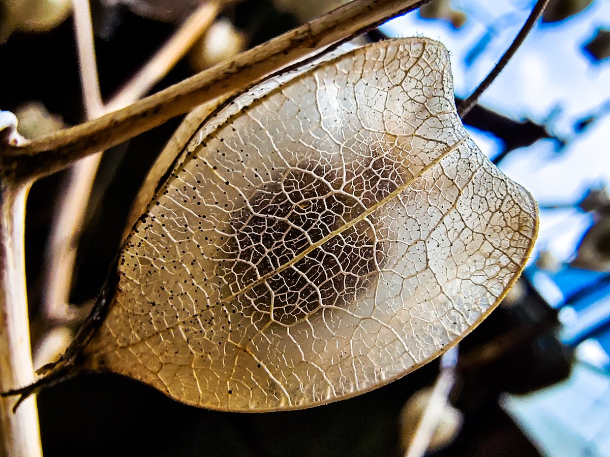 Patel_srd's tweet image. #RandomShot