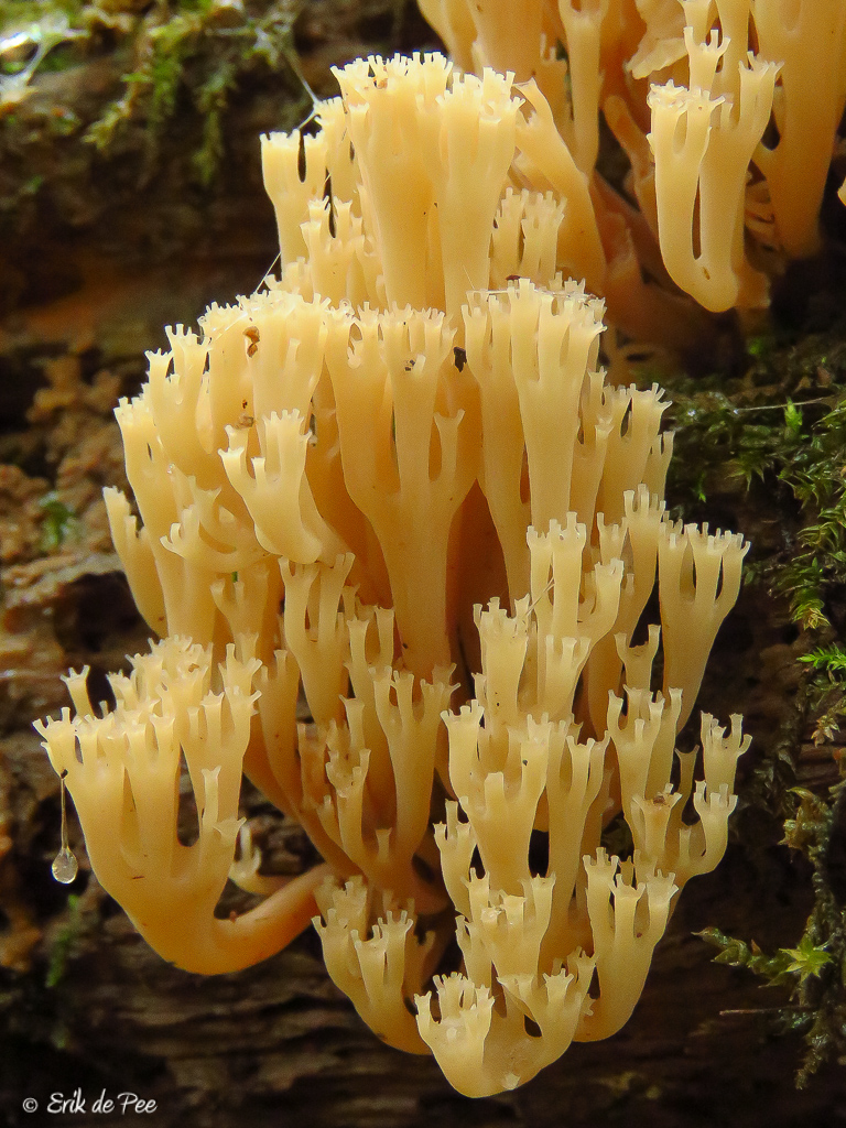 🙋🍄Goedemorgen Tweepy's.
Wat ik nog niet verteld heb tot nu toe was dat ik woensdag ook weer Kroontjesknotszwammen heb gevonden. Deze waren nog vers.
#paddospam #DeElzen