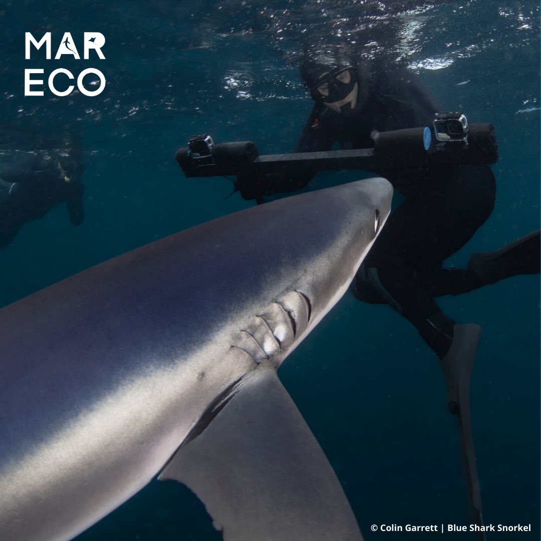Marine Research & Conservation Foundation (MARECO) tweet media