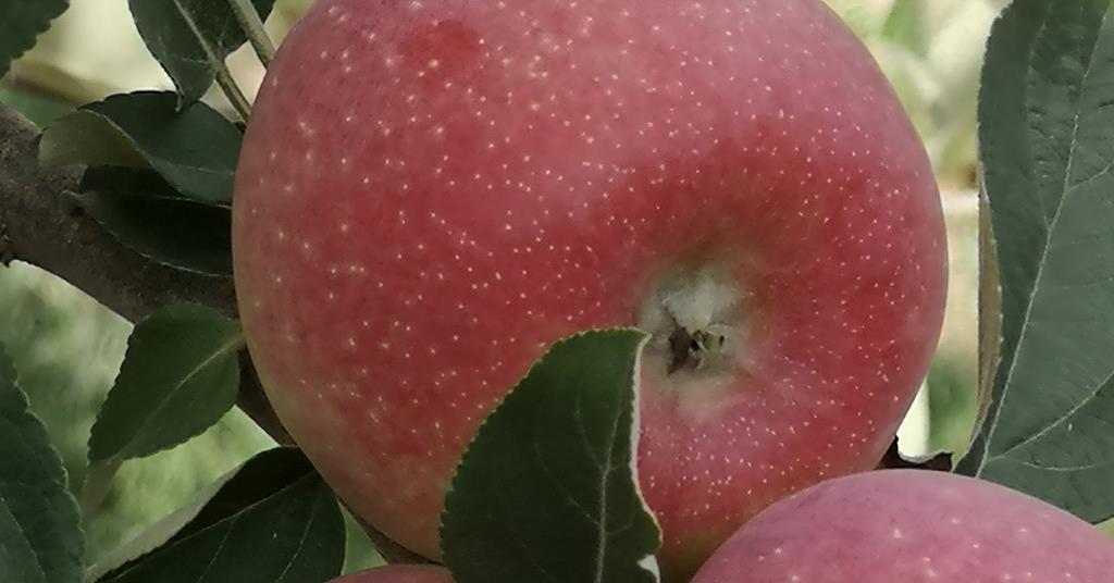 Eurofruit tweet media