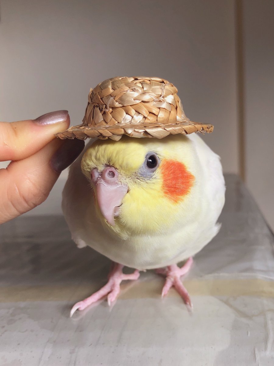 まだまだ暑いね☀️🐥