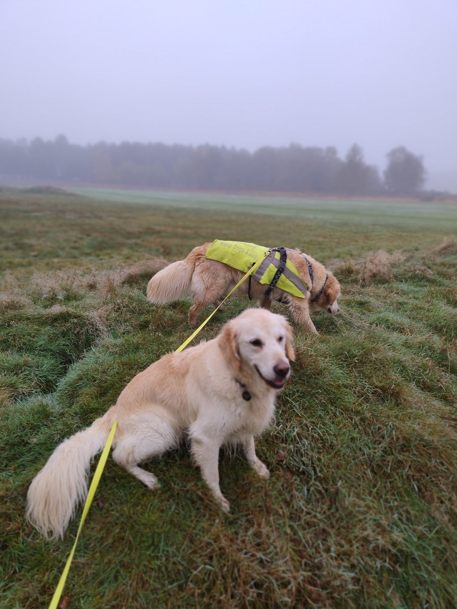 kitteridge_lisa's tweet photo. Very damp & foggy this morning.
Here we are on a grassy mound full of rabbit holes that 1 of my dogs loves to investigate EVERY SINGLE DAY.
And the 1 day I actually saw a rabbit go down one of the holes he barely gave it a second glance ๐คท๐ผโโ๏ธ
#randomdog
#fog https://t.co/bbnF9G9jVU
