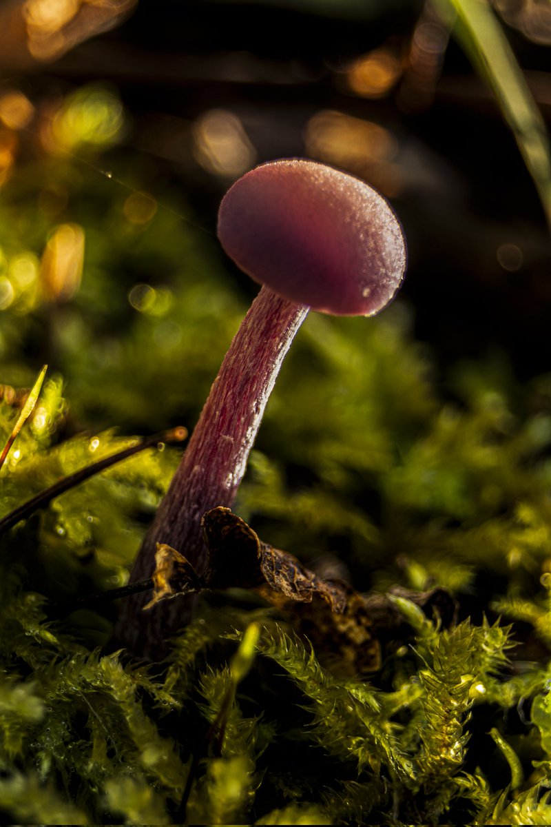 AntartFoto's tweet photo. #macrophotography #NaturePhotography https://t.co/MqiiKKmQks