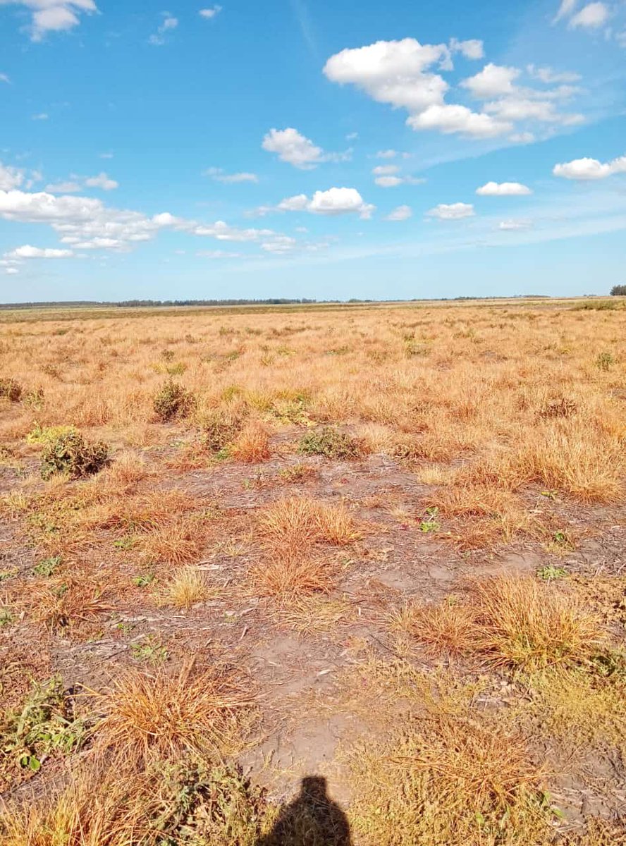 HugoMiraMar's tweet photo. #Drone. Control de #RyegrassGrande. Vuelo 3mts , 1.2 lts #Cleto. #GotaConcentrada. #Elfuturollegohacerato. https://t.co/01xivnBJuH