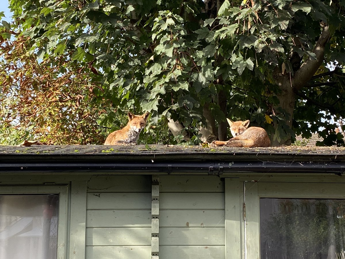 This couple greet me with distain every morning for having the audacity of being in their garden.