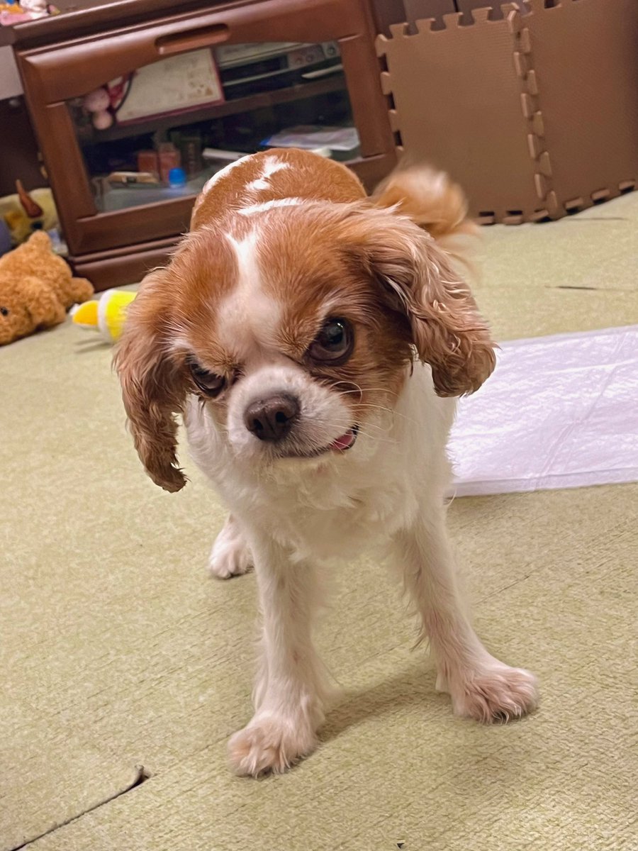 vivitomaaru's tweet photo. テレビ見てたらぷんすこしてた https://t.co/axCzg6kWvl