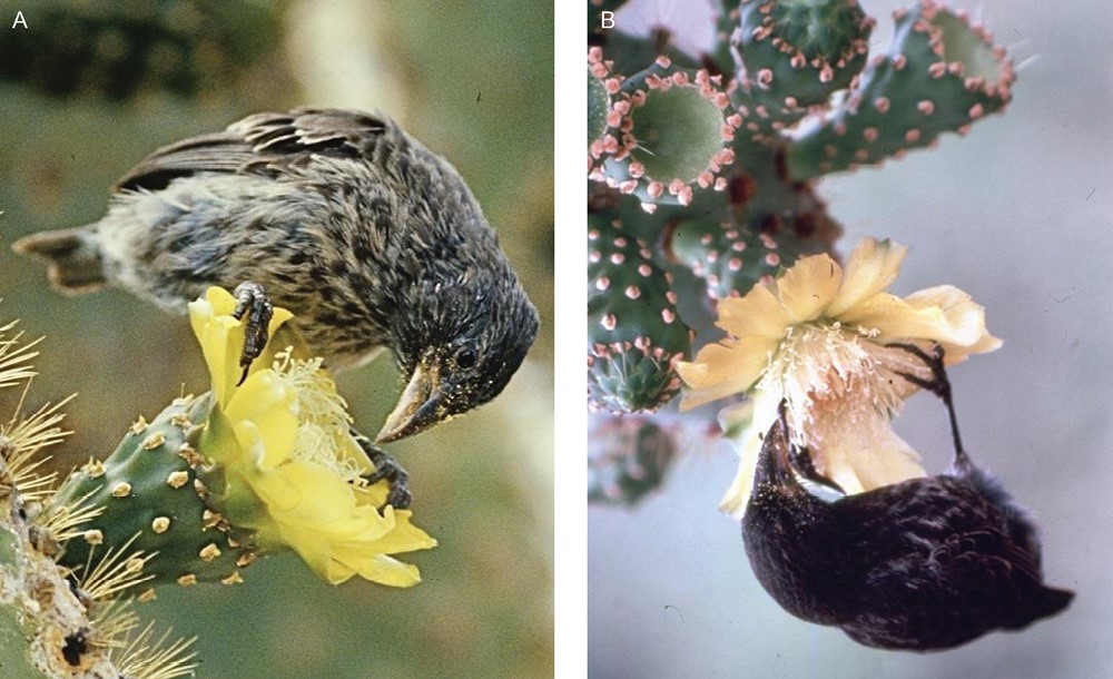 Biological Journal of the Linnean Society (@bioljlinnsoc) on Twitter photo #Iconic examples of evolution, Darwin's finches have adapted to differences in foraging strategies. Smaller finches have shorter wings for increased manoeuvrability, while longer legs enable climbing behaviour in larger finches!
academic.oup.com/biolinnean/art…
<a href="/LinneanSociety/">The Linnean Society of London</a> #Iconic examples of evolution, Darwin's finches have adapted to differences in foraging strategies. Smaller finches have shorter wings for increased manoeuvrability, while longer legs enable climbing behaviour in larger finches!
academic.oup.com/biolinnean/art…
<a href="/LinneanSociety/">The Linnean Society of London</a>