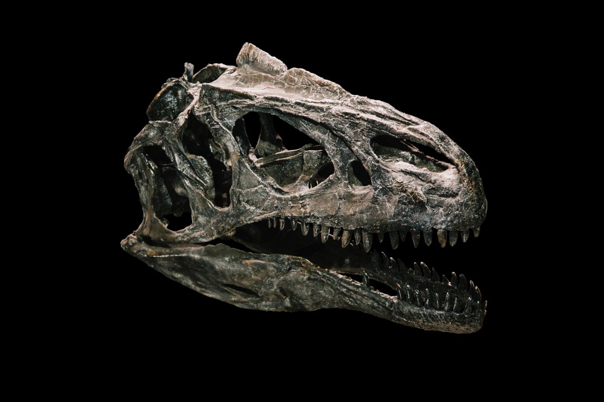 Continuing the series in honour of 200 years of #dinosaurs, @j_d_dixon discusses caring for our #dinosaur specimens!

ow.ly/fG4S50TKI9o

Be sure to visit this new space and celebrate the bicentennial of the naming of the first dinosaur! <a href="/unibirmingham/">Uni of Birmingham</a> <a href="/morethanadodo/">Oxford University Museum of Natural History</a>