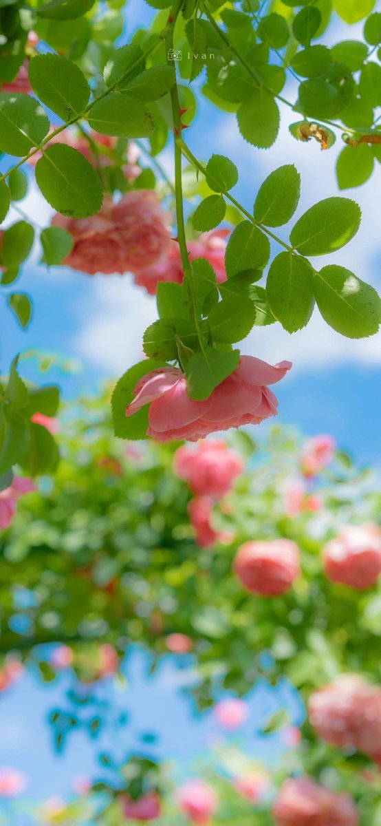 Good afternoon! Keep calm,
And enjoy the peaceful moments of the day. 🌸🕊️