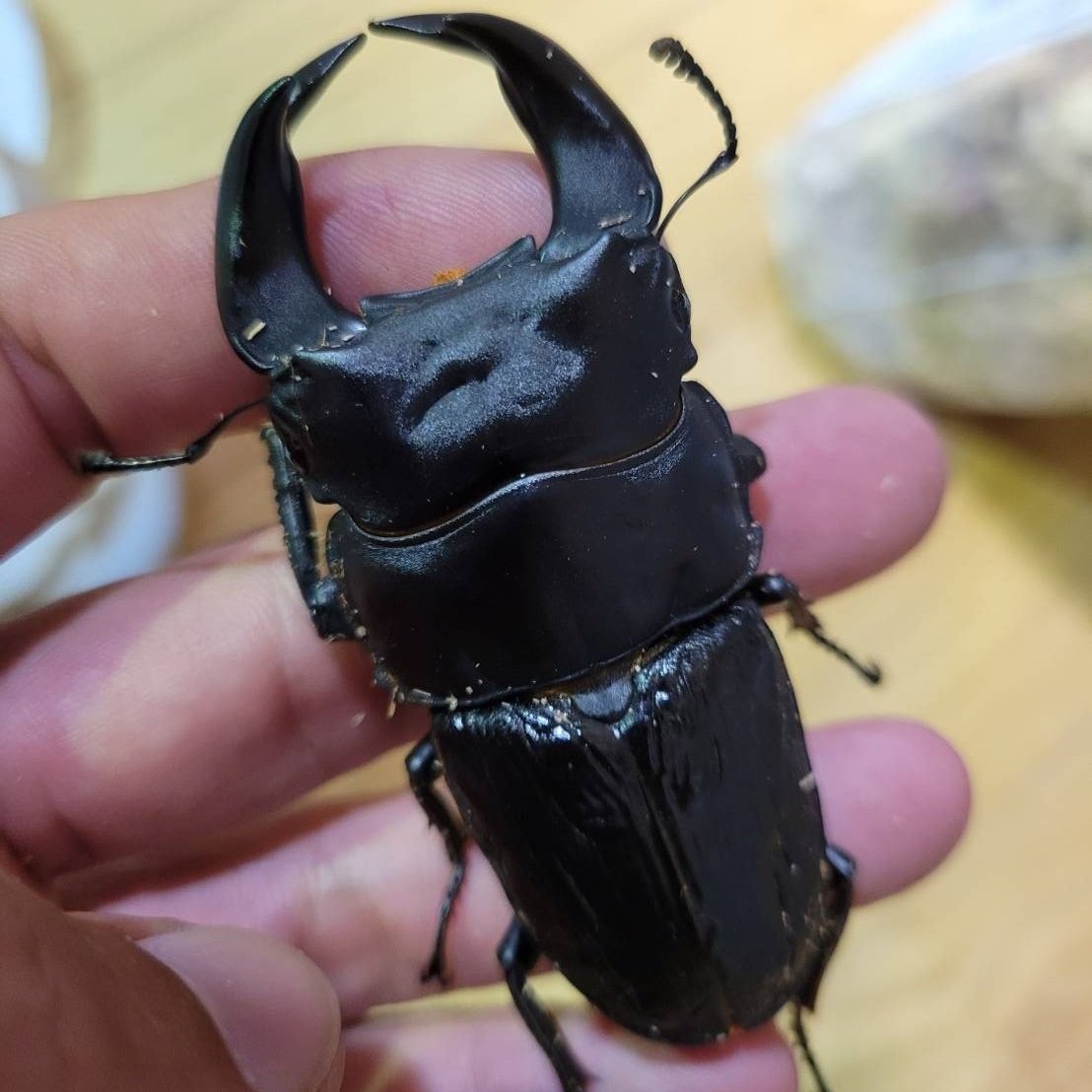 張飛＃13
顎7アップ