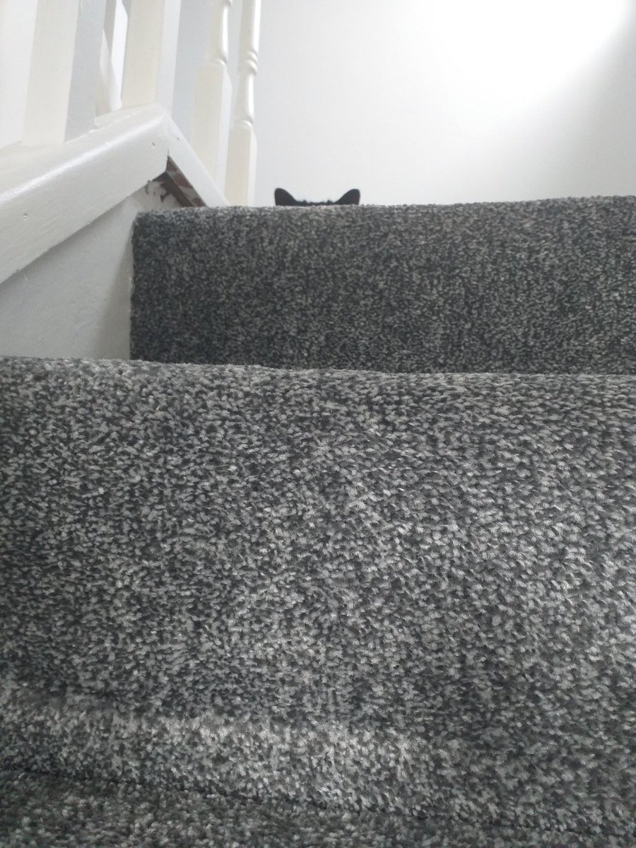 Poppy The Panfur 😺 tweet media