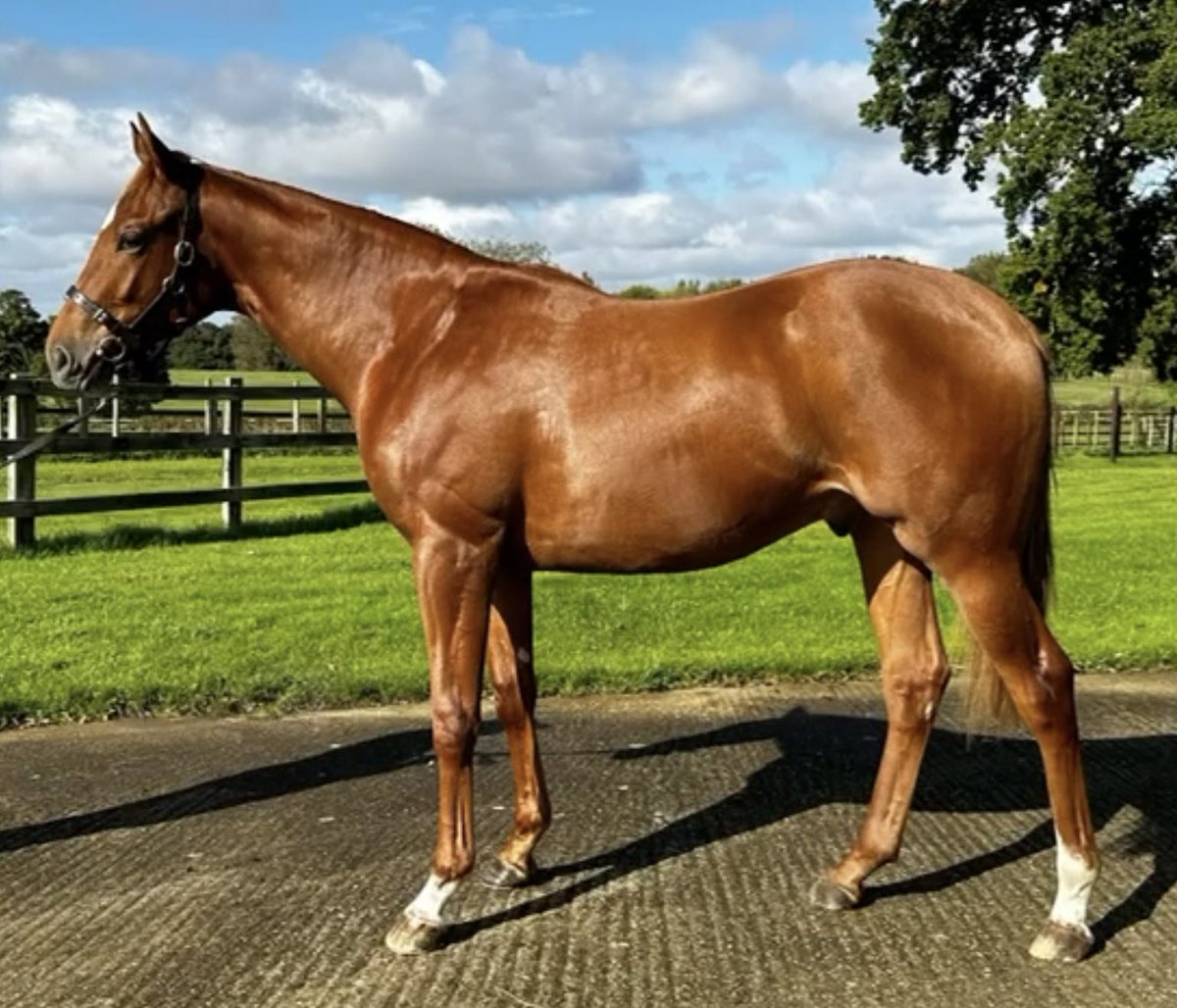 The Muffed Punt Partnership tweet media