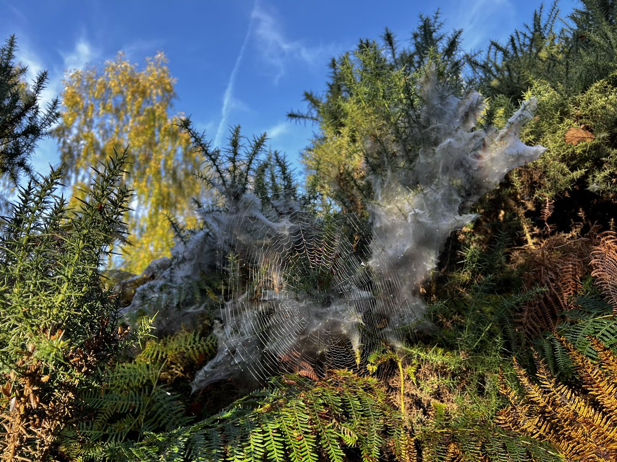 Nature does it best. Halloween decorations in the gorse on Budby Heath <a href="/RSPBSherwood/">Sherwood Forest</a>  this morning.