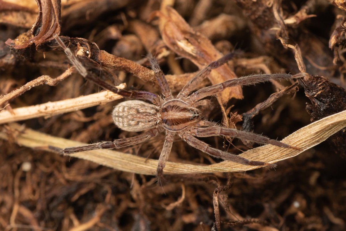 Zora silvestris, a nationally rare spider with a critically endangered status.

<a href="/BritishSpiders/">BAS</a> #arachnid #uk #zorasilvestris