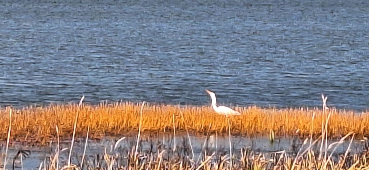 Rare egret at Loch Watten just now.