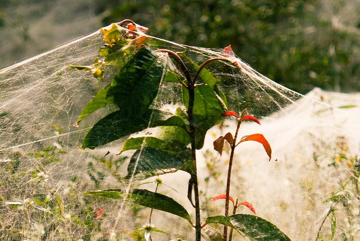 The delicate beauty of a wild plant caught in a spider's web 🕷. Light dances through the strands, creating a magical moment in nature. #WildPlant #NaturePhotography #SpiderWeb #MacroPhotography #JeromeDevossePhotography