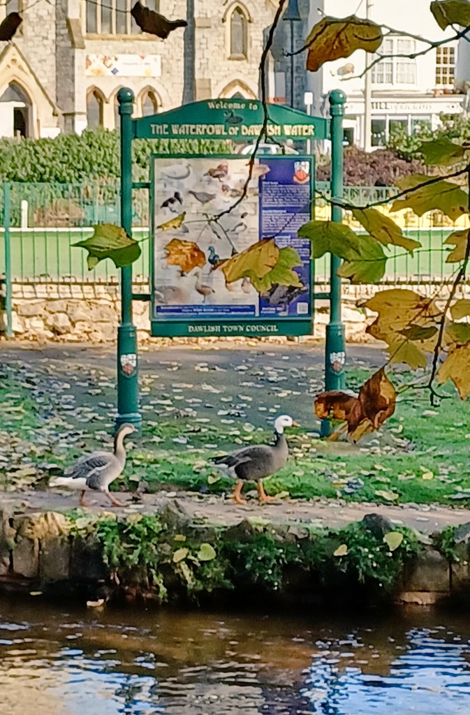 SlingsbyElaine's tweet image. #SpottedOnMyWalk #GetOutside #Dawlish #Devon