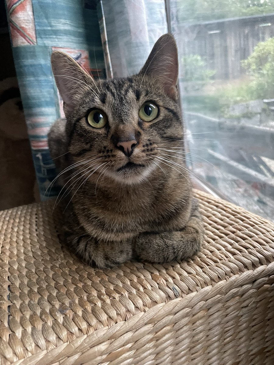 kittyptty tweet media