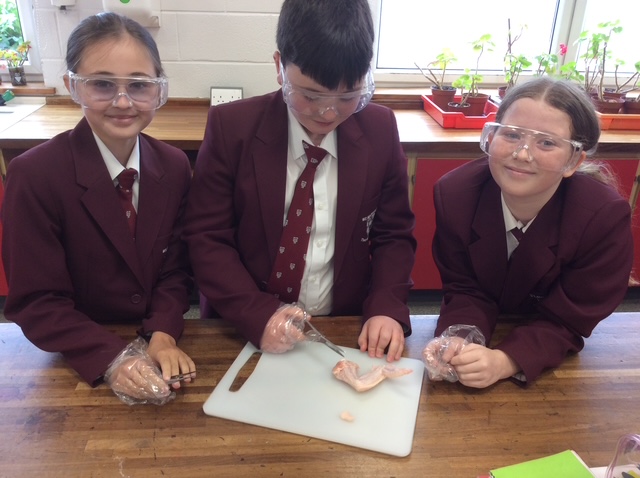 SaintMichaelsCE's tweet photo. #StMichaelsScience
Mrs Wilk's Year 7 class have enjoyed learning about muscles and joints in the body by dissecting a chicken wing. https://t.co/zdgNJebXJw