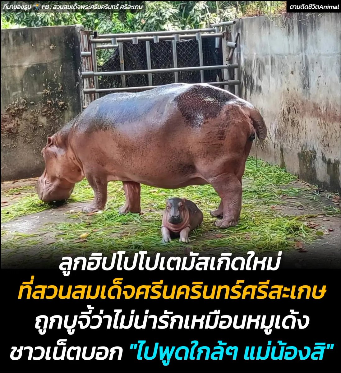 ตามติดชีวิตAnimal tweet media