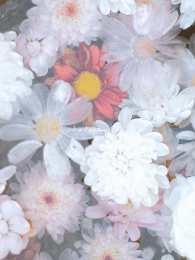 ⿻*.
            君に溶けゆく花手水
                                                           ⿻*.

穏やかな週末を𑁍𓏸︎︎︎︎𓈒𓂃