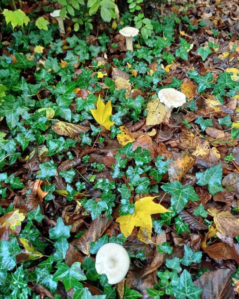 The Trooping Funnel fungus does what its name implies and troops around in lines and circles.