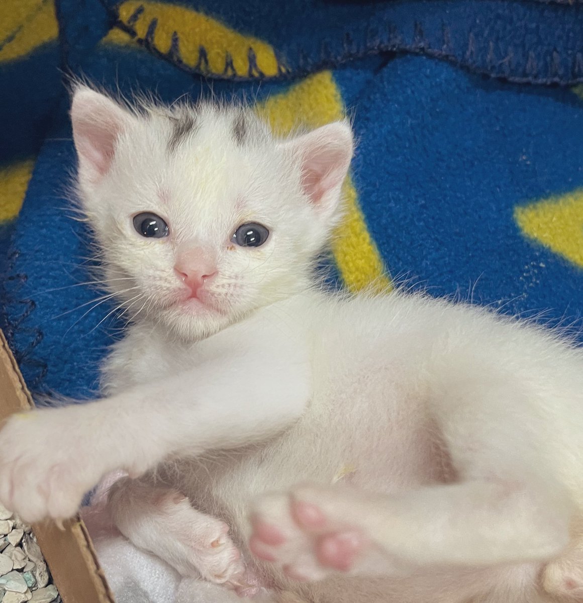 Foster_Fluff's tweet image. Such an old soul. #Spud #kittens #CatsOfTwitter