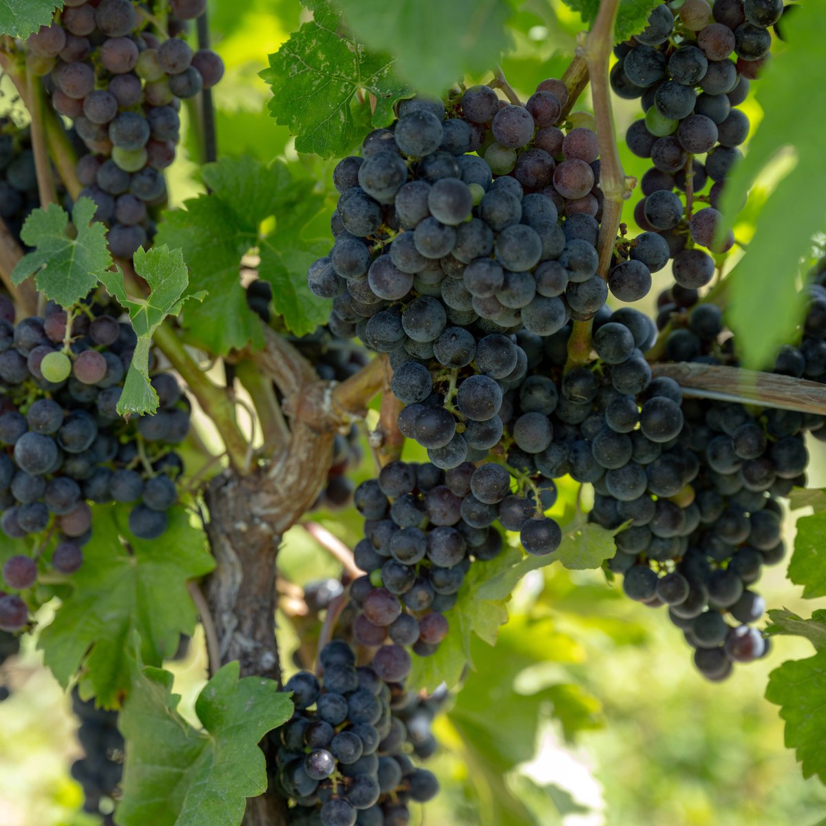 Harvest is in full swing around here!

📸 <a href="/daniel/">daniel</a>.neuhaus