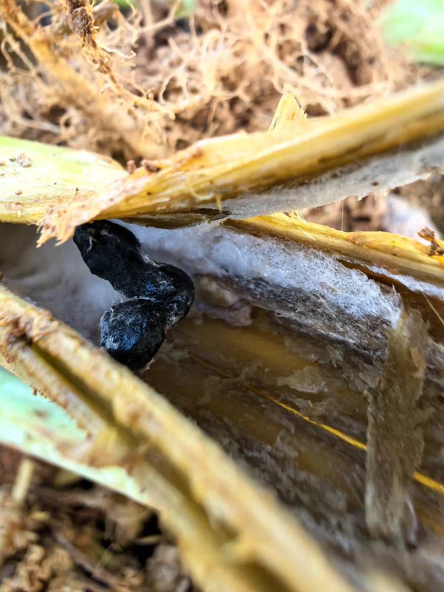 SclerotiniaZA's tweet photo. Sclerotinia stem rot in canola, with sclerotia hidden within the stems serving as a survival mechanism for this destructive pathogen.
#sclerotiniaza #stemrot #sclerotiniaza #cropprotection #plantpathology #plantdisease #planthealth https://t.co/WlGjNlqPdt
