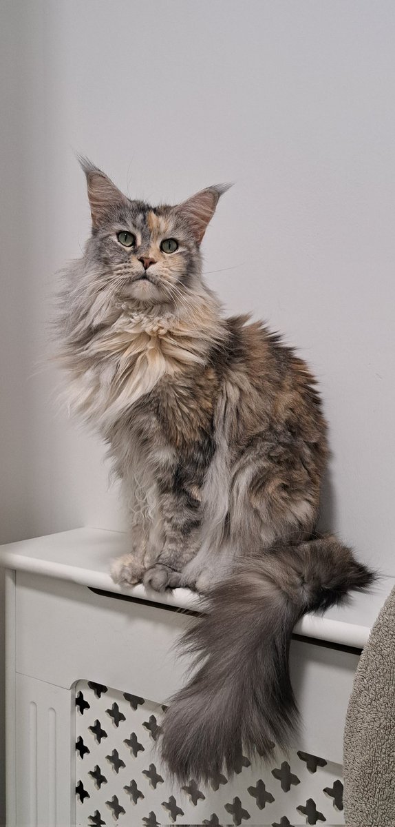 CoonWillow's tweet photo. Hello everyone! It's been a while since we posted any photos... Isn't Willow looking very majestic today 😻 🐾  #CatsOnTwitter #CatsOfTwitter #Friday #mainecoon 🐾 https://t.co/J89OJu1MiI