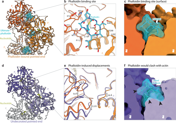 Nature Communications (@naturecomms) on Twitter photo <a href="/maikaboiero/">Micaela Boiero Sanders</a>, <a href="/WoutOosterheert/">Wout Oosterheert</a>, <a href="/Intein/">Stefan Raunser</a> and colleagues based at <a href="/mpimoph/">MPI Dortmund</a> explore how the actin modulators phalloidin and DNase I interact with the pointed end of actin filaments.
nature.com/articles/s4146… <a href="/maikaboiero/">Micaela Boiero Sanders</a>, <a href="/WoutOosterheert/">Wout Oosterheert</a>, <a href="/Intein/">Stefan Raunser</a> and colleagues based at <a href="/mpimoph/">MPI Dortmund</a> explore how the actin modulators phalloidin and DNase I interact with the pointed end of actin filaments.
nature.com/articles/s4146…