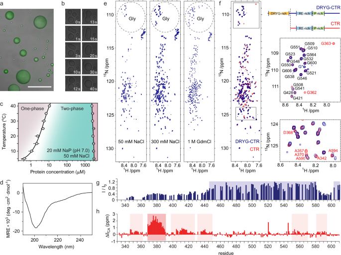 Nature Communications (@naturecomms) on Twitter photo <a href="/bikashphy/">Bikash Chandra Swain</a>, <a href="/SarkisPascale/">Pascale Sarkis</a>, <a href="/VanessaUng/">Vanessa Ung</a>, <a href="/DavideMercadan2/">Davide Mercadante</a>, <a href="/cdmackereth/">Cameron Mackereth</a> and <a href="/aznauryan_lab/">Mikayel Aznauryan</a> reveal how the intrinsically disordered region of eIF4B governs its transition from monomers to oligomers and condensed droplets.
nature.com/articles/s4146… <a href="/bikashphy/">Bikash Chandra Swain</a>, <a href="/SarkisPascale/">Pascale Sarkis</a>, <a href="/VanessaUng/">Vanessa Ung</a>, <a href="/DavideMercadan2/">Davide Mercadante</a>, <a href="/cdmackereth/">Cameron Mackereth</a> and <a href="/aznauryan_lab/">Mikayel Aznauryan</a> reveal how the intrinsically disordered region of eIF4B governs its transition from monomers to oligomers and condensed droplets.
nature.com/articles/s4146…