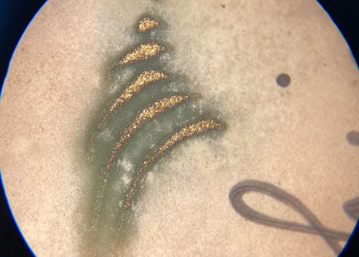 heritageCMAS's tweet image. Look at this interesting discolouration! It appears the decorative ink used on this postcard has started to react with the acidic paper. The green colouration could indicate metal elements such as copper are present in the ink. #archives #paperconservation #artwork #chemistry