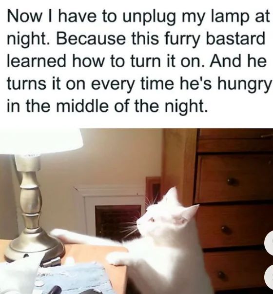 WholesomeMemes (@wholesomememe) on Twitter photo 