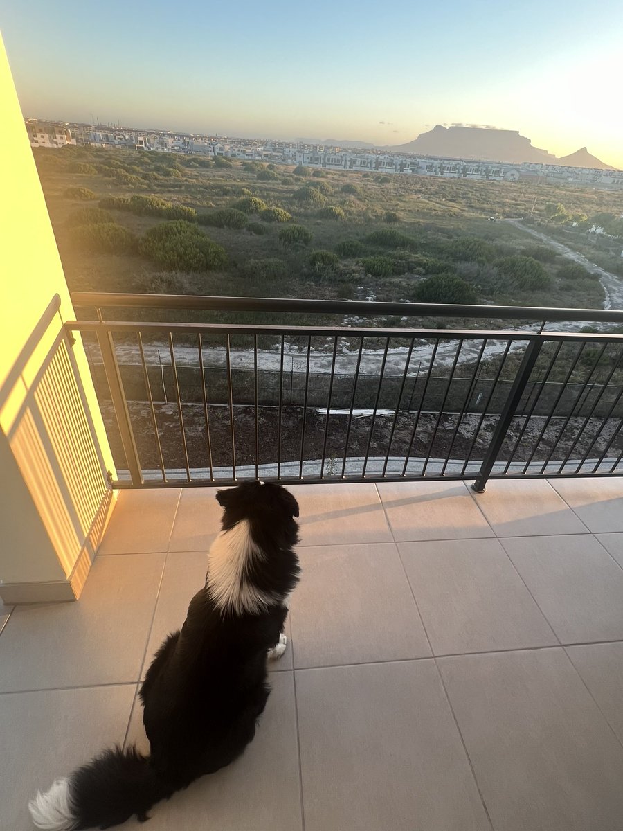 we rescued him in sicily, i think he likes it here 🥹