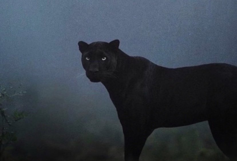 5 k likes
1 k retweets 

Imma drop the wiZz ta chart
#btc