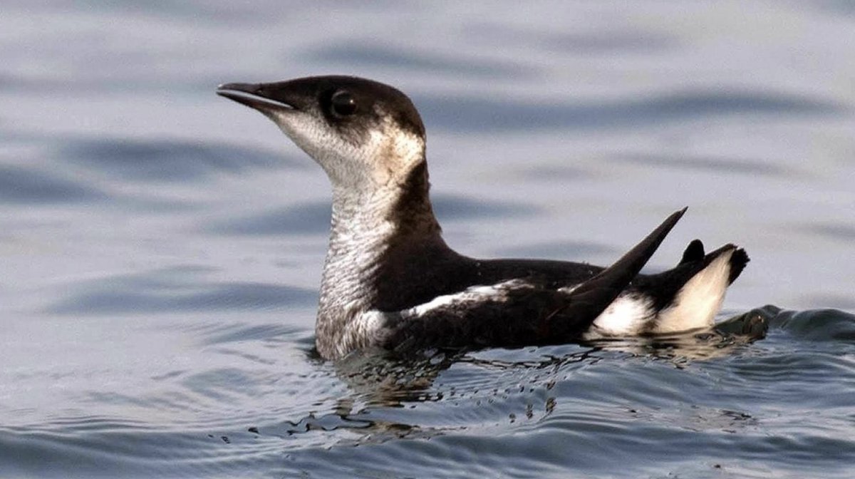 _GCS_'s tweet photo. A new #protectedarea in #Washington State now conserves ~4,000 acres of #forest and #marine #shorelines, providing important habitat for numerous species including the Marbled #Murrelet!
#conservationoptimism #LetNatureThrive Photo: Shutterstock
https://t.co/SIWqNmZWxz https://t.co/5UntrUh7Ka