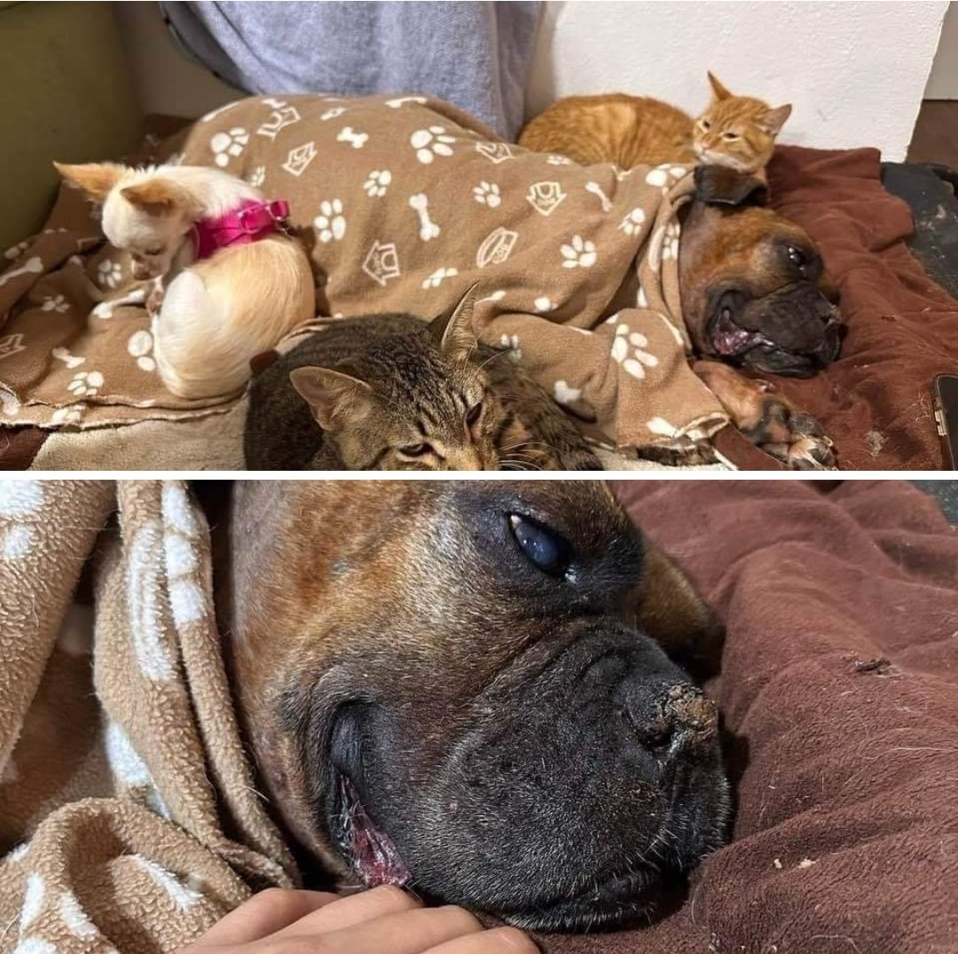 🌏 Planète Animaux tweet media